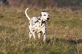 DALMATIEN 444